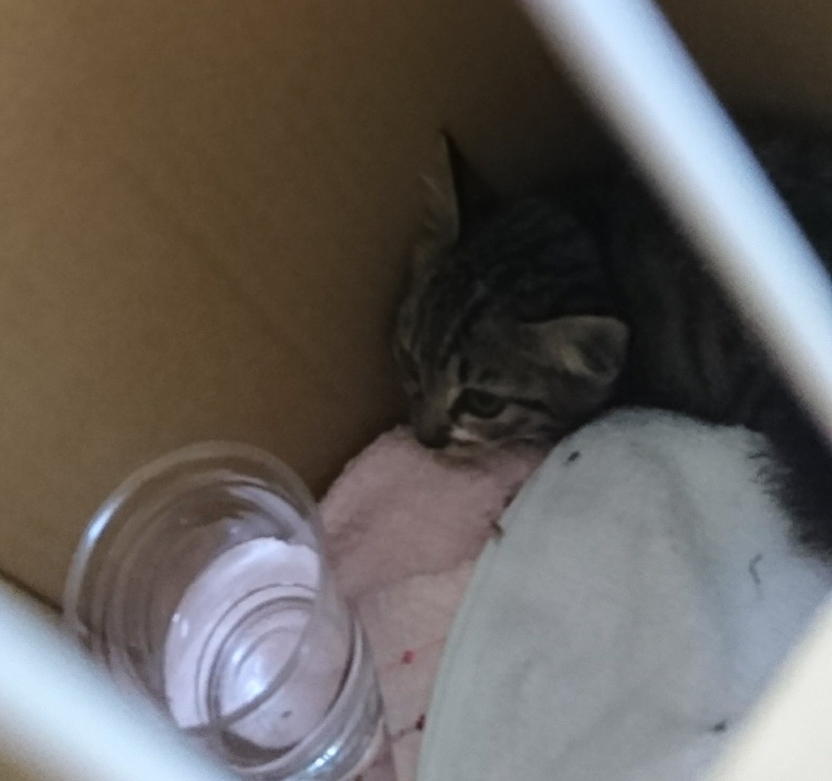 taiko63671's tweet photo. 🚨緊急🚨
会社で迷子の子猫を保護してます
仙台市太白区砂押南町
探している飼い主さんがさんは連絡ください！
人馴れはしてないようなので野良猫かも…
#子猫保護 #迷子の子猫 https://t.co/l2HR1hhtmj