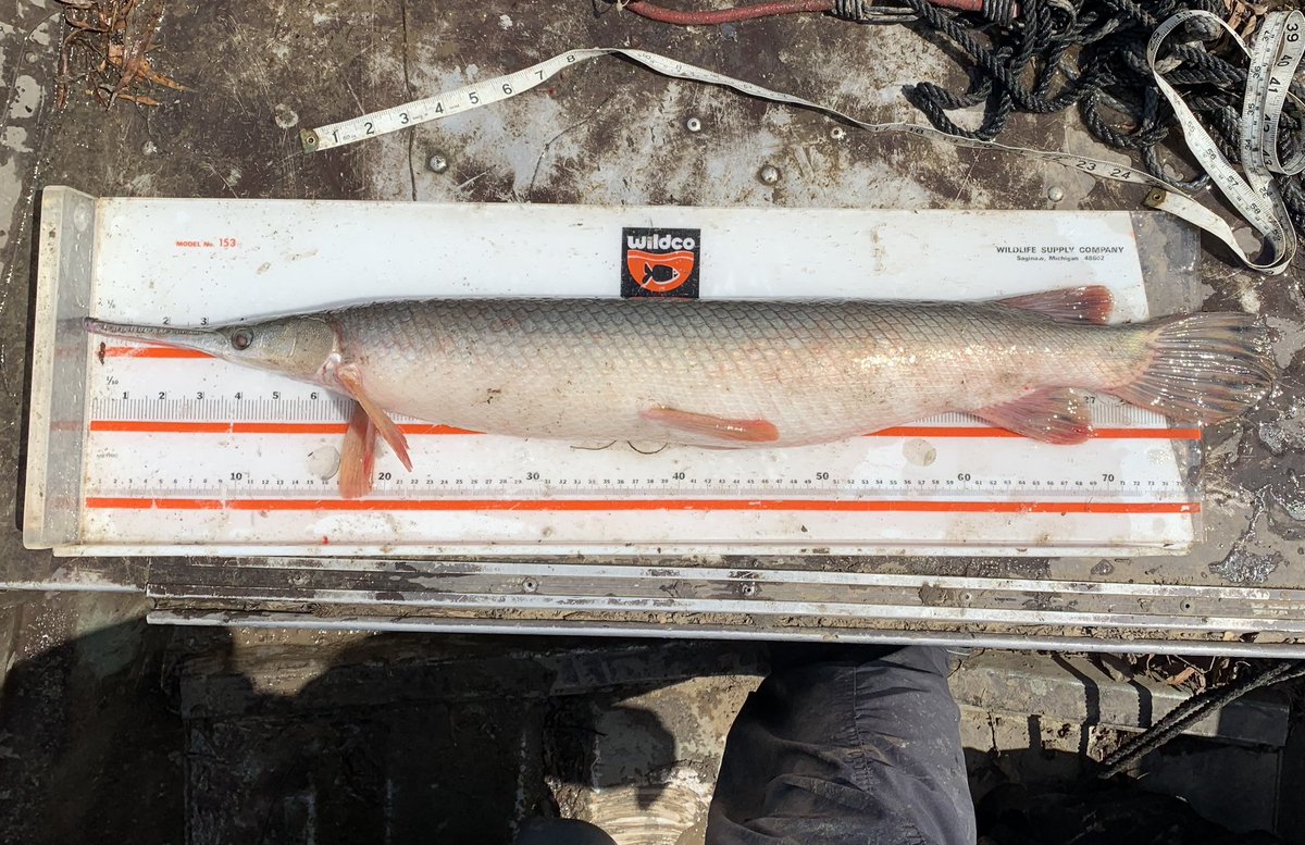 SolomonRDavid's tweet photo. Compare snout morphology of @MDC_online “Shortnose” Gar (1) to three other images. You can see the even tip/underbite of the snout, indicating it’s been damaged/deformed. Should be an overbite. 

2 pics of an actual Shortnose (2,4), and Longnose Gars (3). Note spots on snout https://t.co/7cioCfyDwS