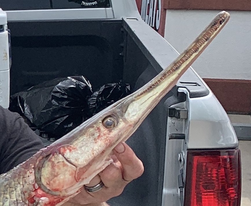 SolomonRDavid's tweet photo. Compare snout morphology of @MDC_online “Shortnose” Gar (1) to three other images. You can see the even tip/underbite of the snout, indicating it’s been damaged/deformed. Should be an overbite. 

2 pics of an actual Shortnose (2,4), and Longnose Gars (3). Note spots on snout https://t.co/7cioCfyDwS