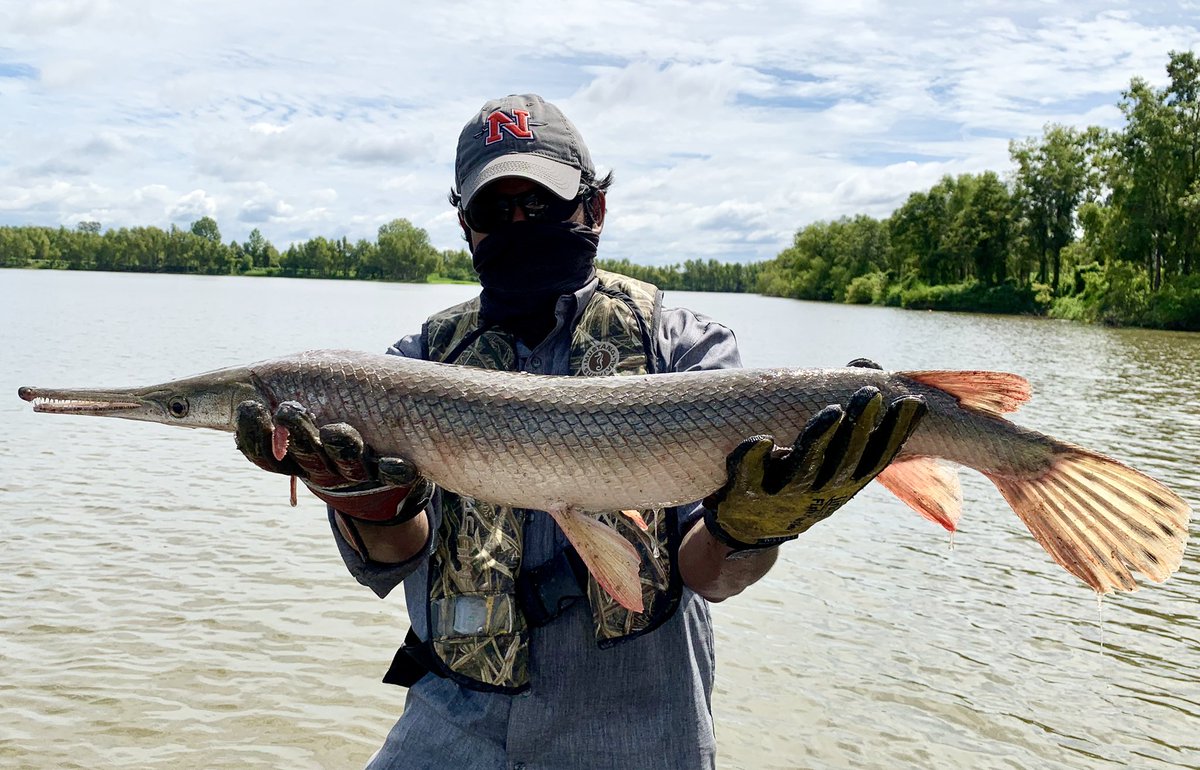 SolomonRDavid's tweet photo. Compare snout morphology of @MDC_online “Shortnose” Gar (1) to three other images. You can see the even tip/underbite of the snout, indicating it’s been damaged/deformed. Should be an overbite. 

2 pics of an actual Shortnose (2,4), and Longnose Gars (3). Note spots on snout https://t.co/7cioCfyDwS
