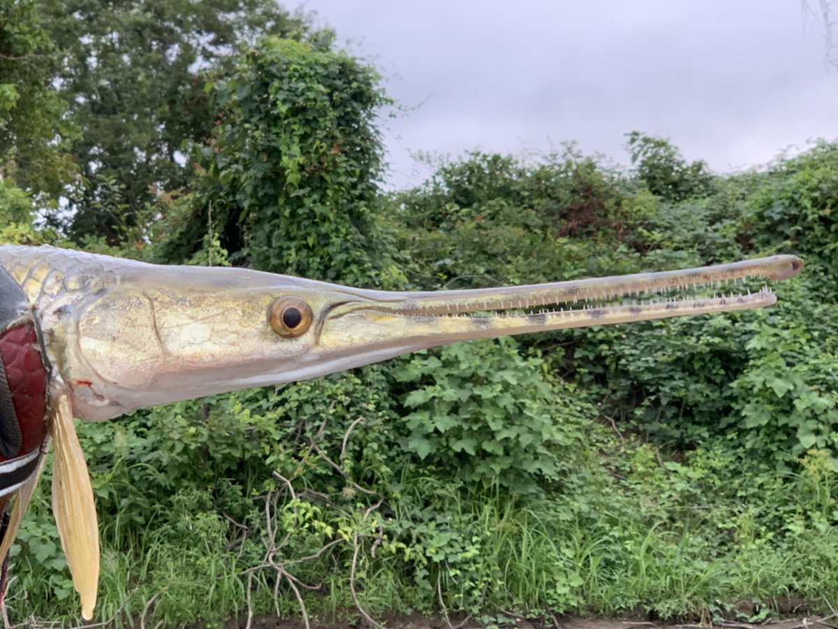SolomonRDavid's tweet photo. Compare snout morphology of @MDC_online “Shortnose” Gar (1) to three other images. You can see the even tip/underbite of the snout, indicating it’s been damaged/deformed. Should be an overbite. 

2 pics of an actual Shortnose (2,4), and Longnose Gars (3). Note spots on snout https://t.co/7cioCfyDwS