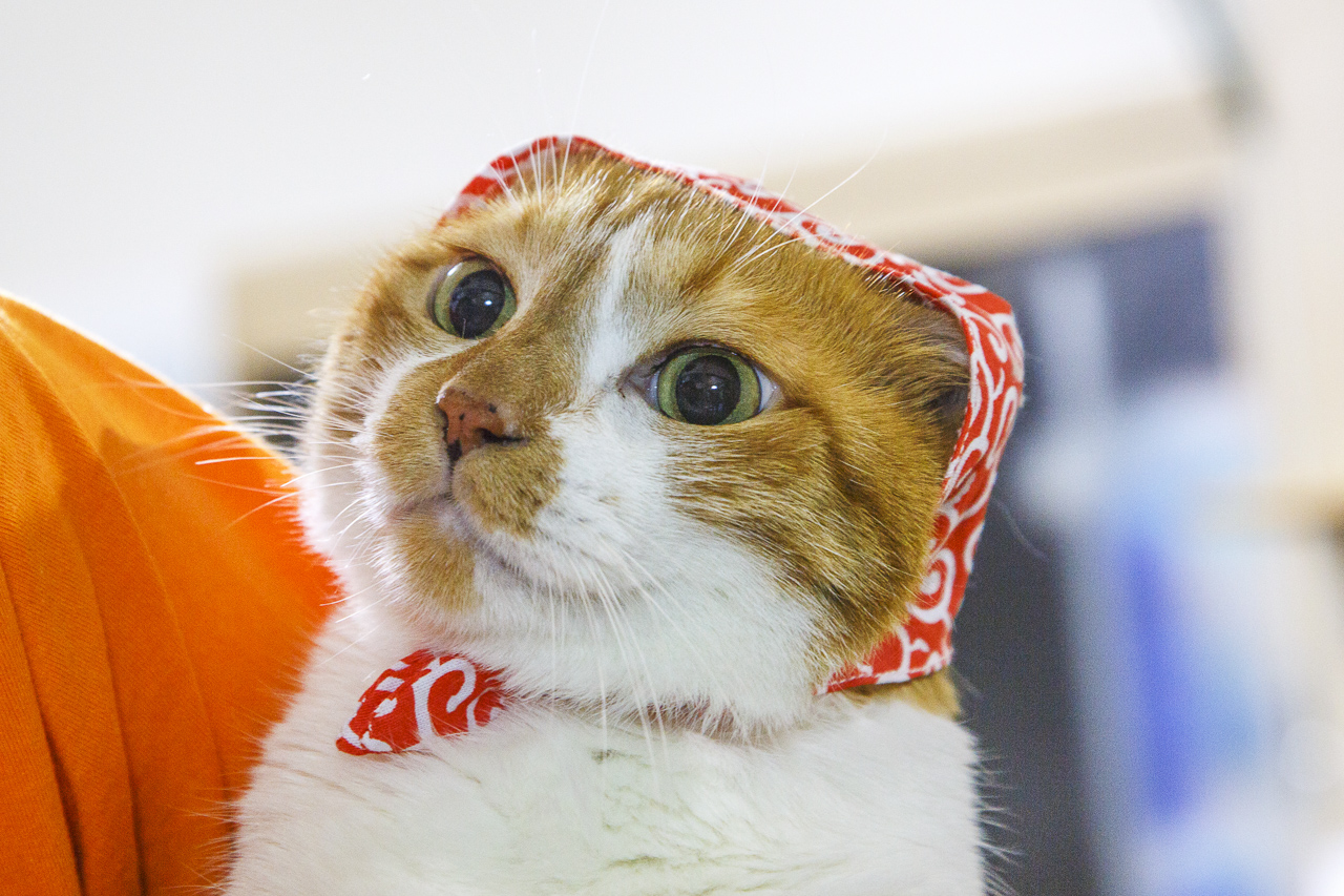 泥棒猫 どろぼうねこ Hair Band Ajk Gov Pk