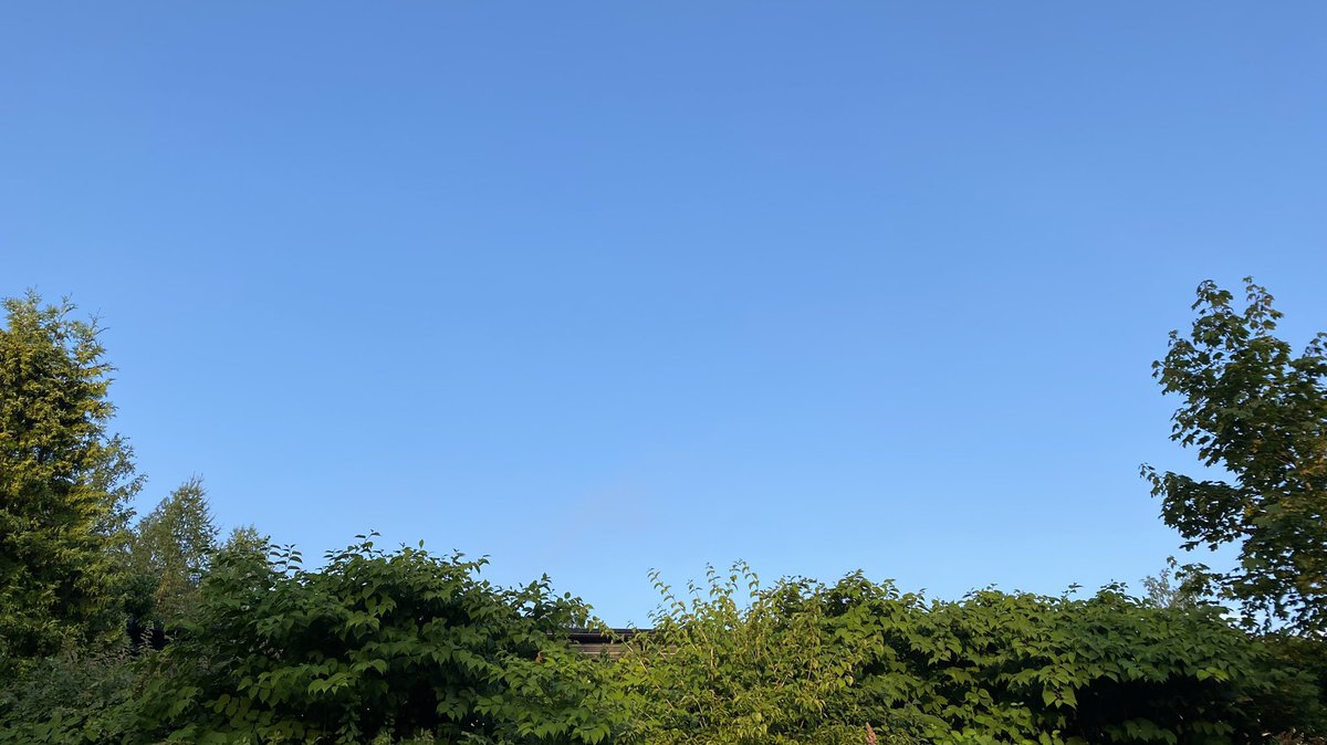 katjajrasanen's tweet photo. 155 🇺🇦- pale blue sky, a touch of wind, the dampness of last nights rain on the foliage
Sound: Eurasian magpie
Sight: Fieldfare 
#FirstOfTheDay #birds #hope #PeaceForUkraine https://t.co/d4tCjPy5Wb