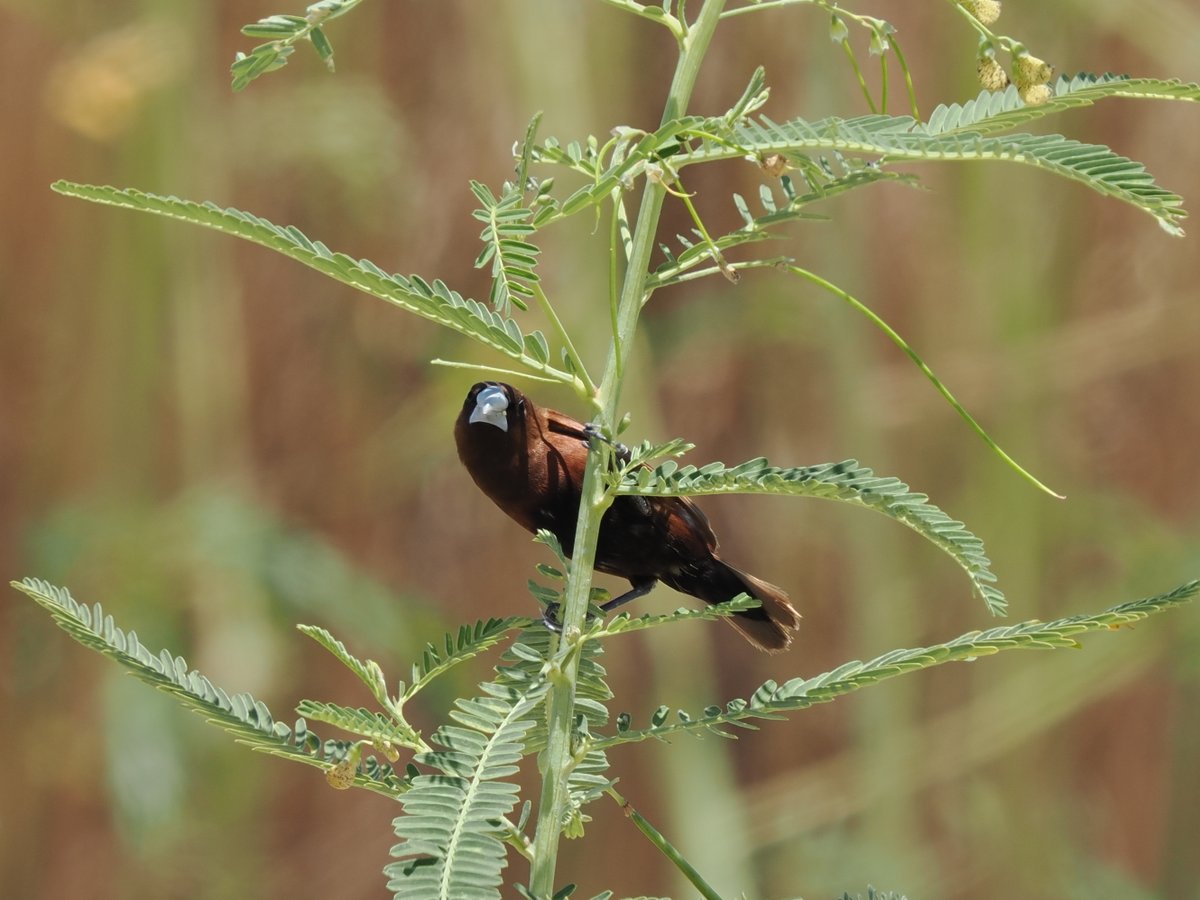 taiwanbirdguide's tweet photo. Closer look of the #ChestnutMunia #黑頭文鳥 subspecies formosana?!?!
#Frontbird #TaiwanBirdGuide #bird #birding #birdtour #Taiwan https://t.co/aFCLZydoct