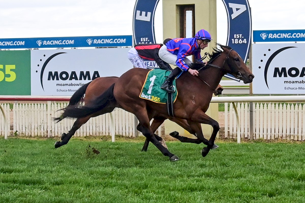 RolltheDiceRace's tweet photo. Terrific debut win from our 3YO filly #Anahita by who scored nicely @echucaracingclub  This filly was purchased @mmsnippets &amp; was found by our bloodstock guru @rogersbstock First win for  @mattlaurieracing &amp; great steer from @stacki25  #StartRolling #ruready2RTD #anahita #Shalaa https://t.co/tzLCwtxscz