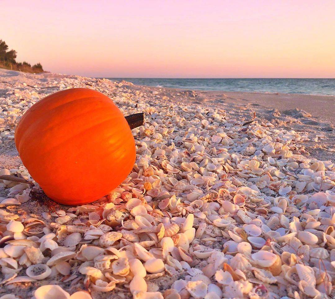 ViVi Tong tweet media