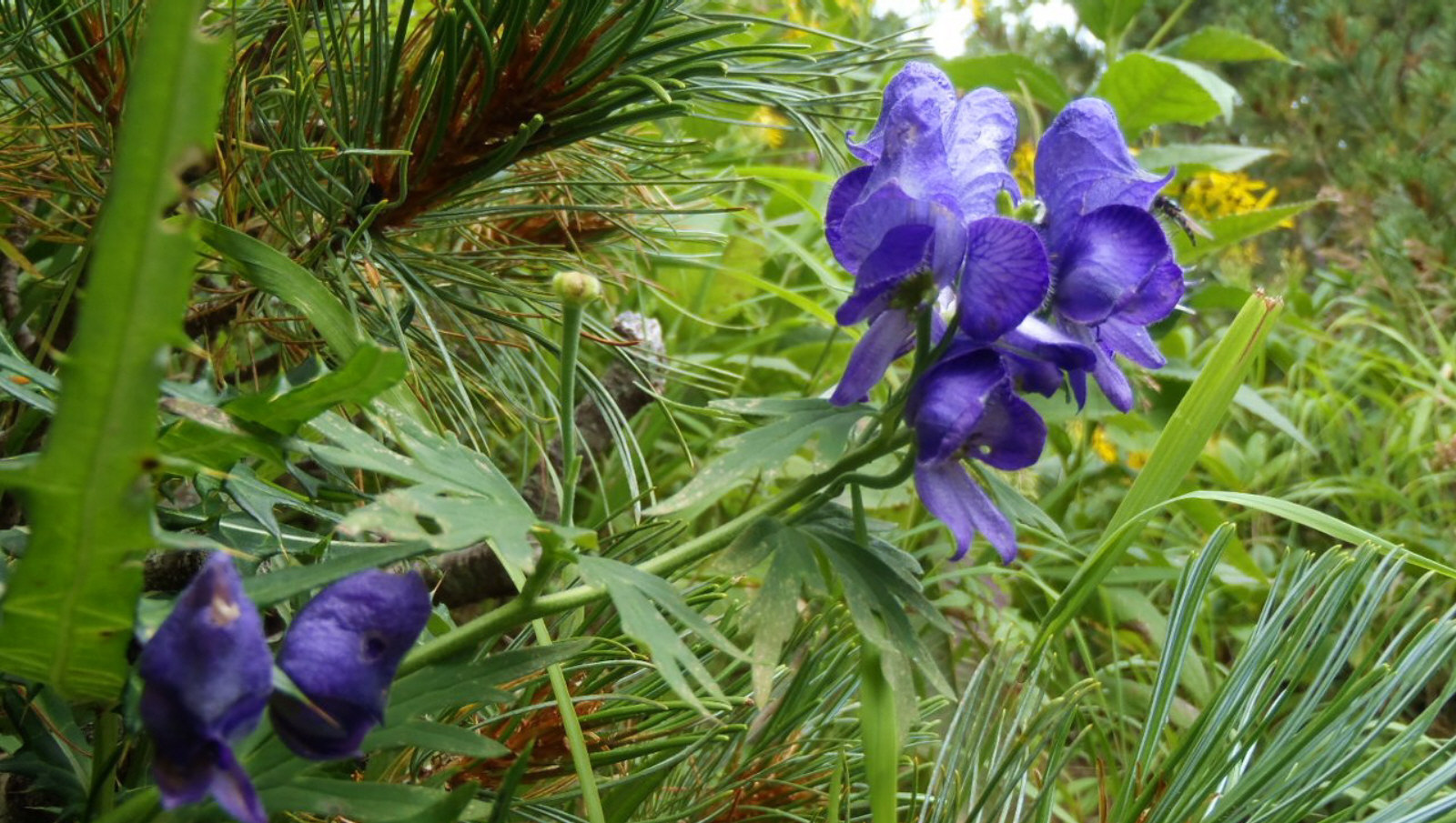 تويتر 山梨幼児野外教育研究会 على تويتر この時期の山の花 ミヤマトリカブト 植物に詳しくない方でもトリカブトという名は知っているでしょう 猛毒を持つ植物ですが 山では珍しくもなくあちらこちらで見ることができます 名前の由来は 鳥兜 つまり鳥の頭に