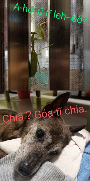 Chô Nâsim (@tsoasim) on Twitter photo 