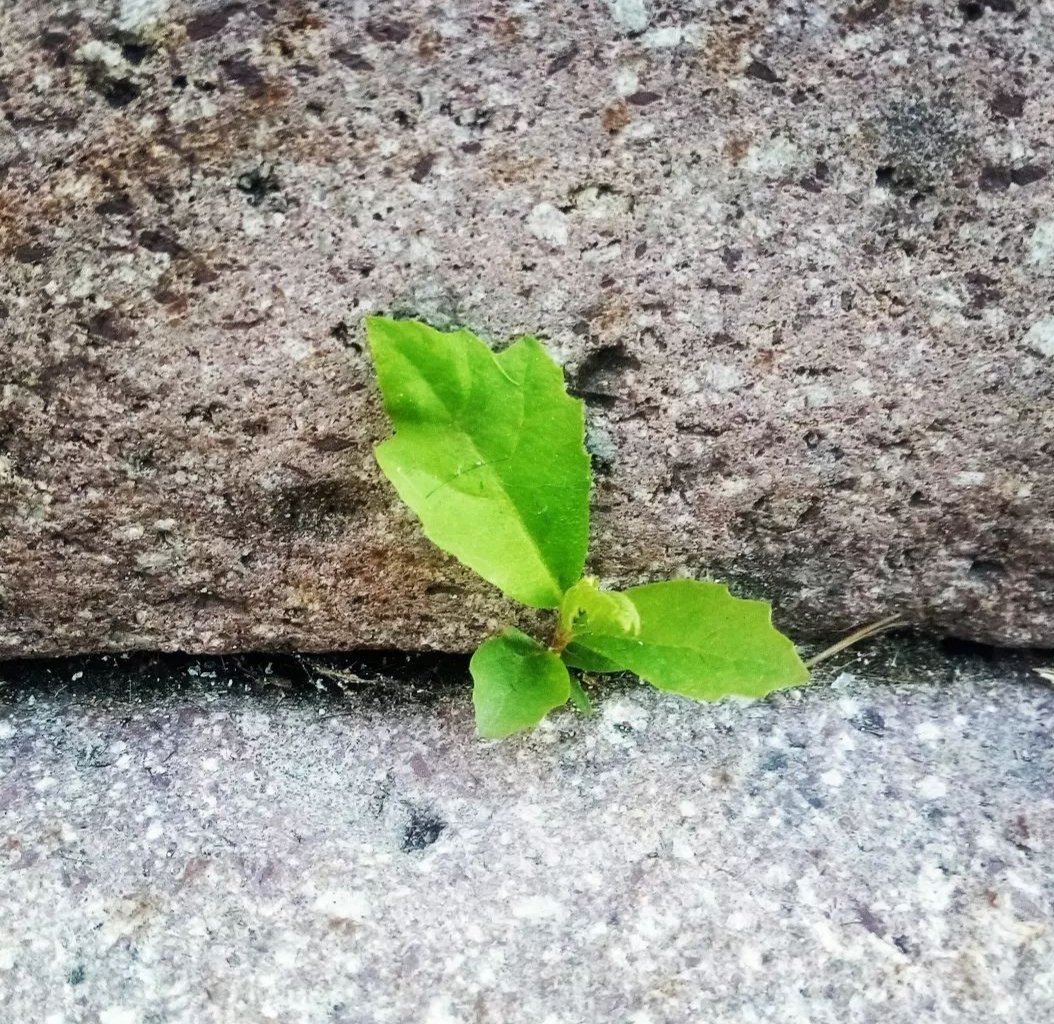 Hayat görmek istediğiniz her yerde vardır.