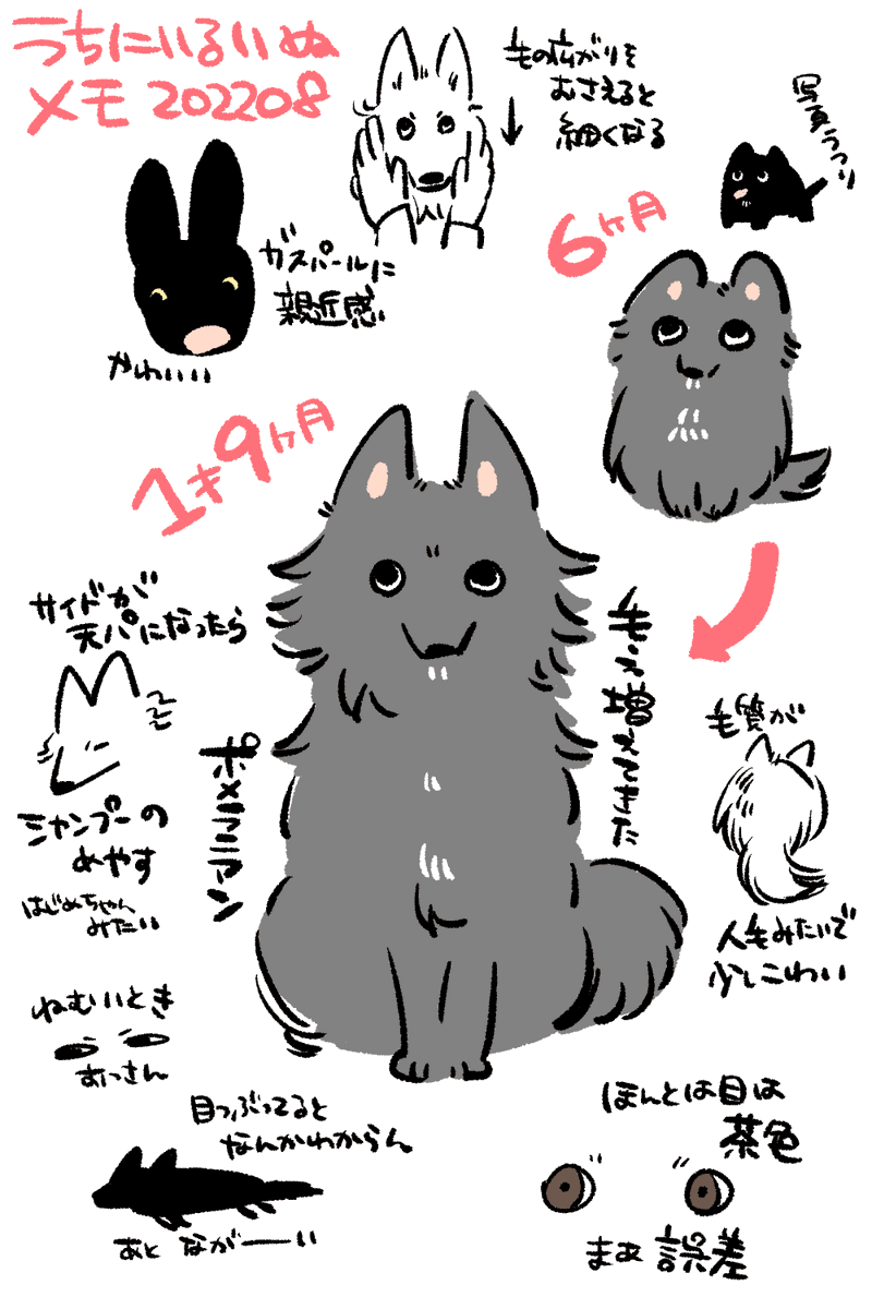 うちにいるいぬメモ202208 