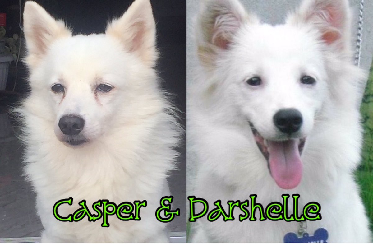 phoenix_auxsilf's tweet photo. @PhilippineStar Casper &amp; Darshelle🐾❤️ https://t.co/fXN0vslm4L