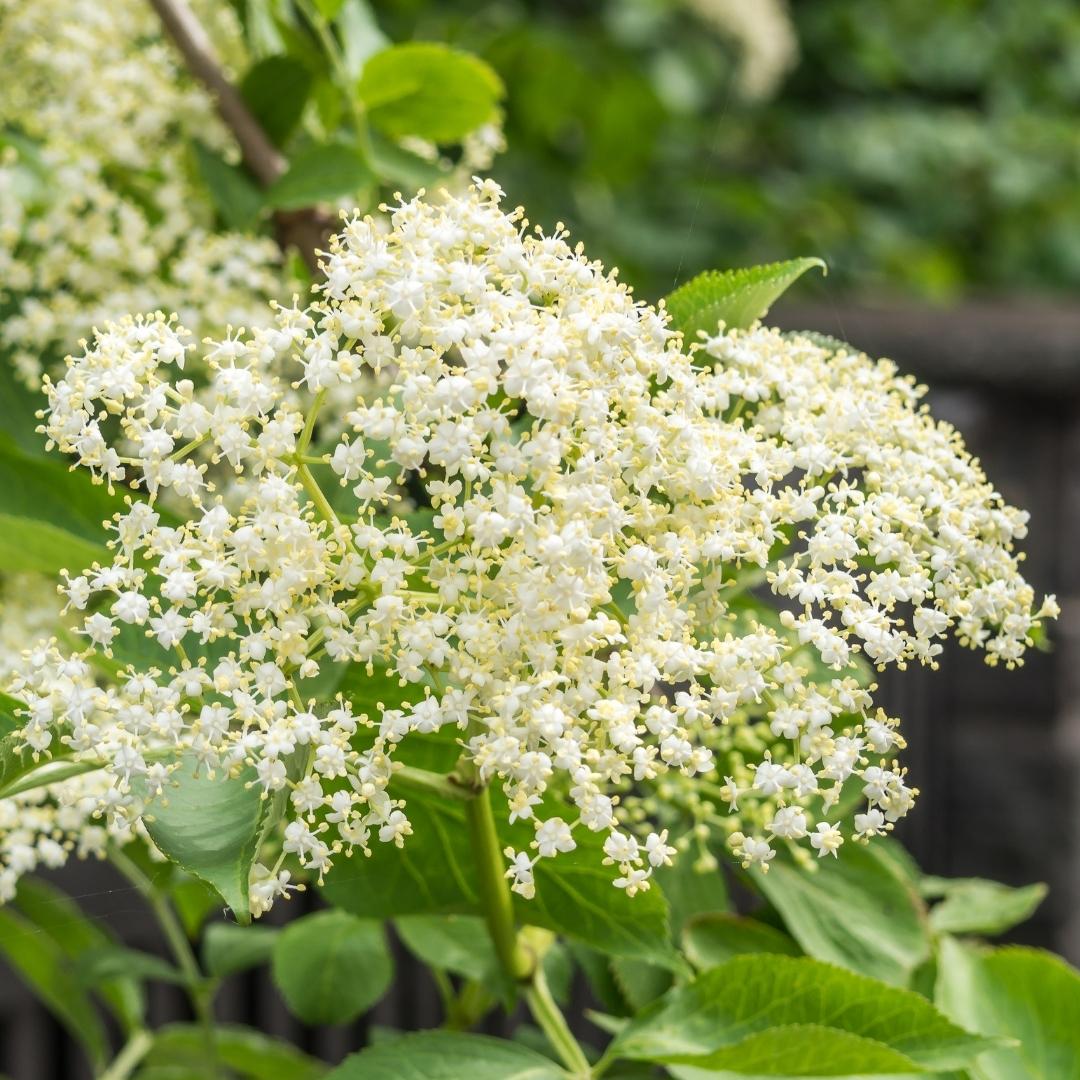 エルダーフラワーの魅力 Elderflower Jp Twitter エルダーフラワーの魅力 Elderflower Jp Twitter