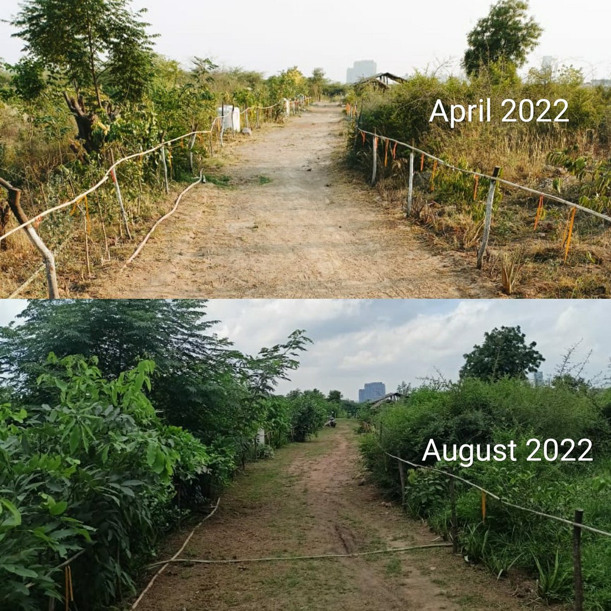5 month transformation at one of our plantation sites in #Delhi

#Monsoon2022 #monsoon #trees #afforestation #ngo #ngoindia