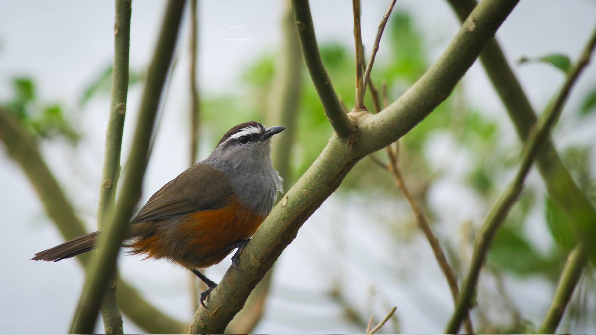 Venki201007gma1's tweet photo. Palani Laughingthrush

#natgeo #indiaave
#photohour #photography #natgeomomemts #TheHindu #bbcbirds #wbpoy #bbcearth https://t.co/BWyvYlc2p9