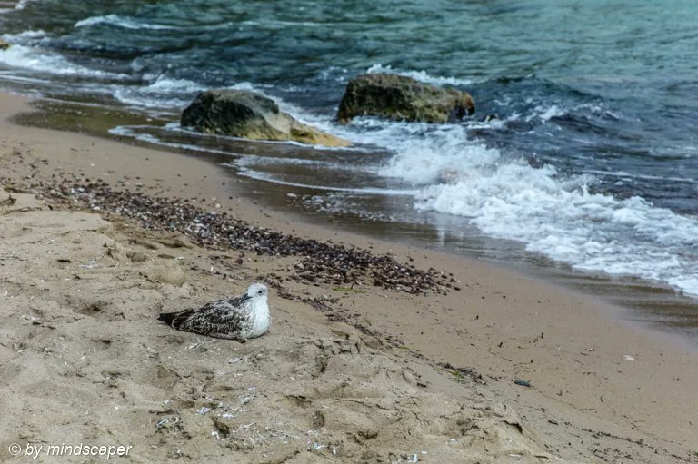 mind_scaper's tweet photo. Visitor at the Beach
#goodmorning #swimming #beach #sea #holiday #relaxing #thatsreallife #sandybeach #mediterranean #waves #seagull https://t.co/no30yY4Arl