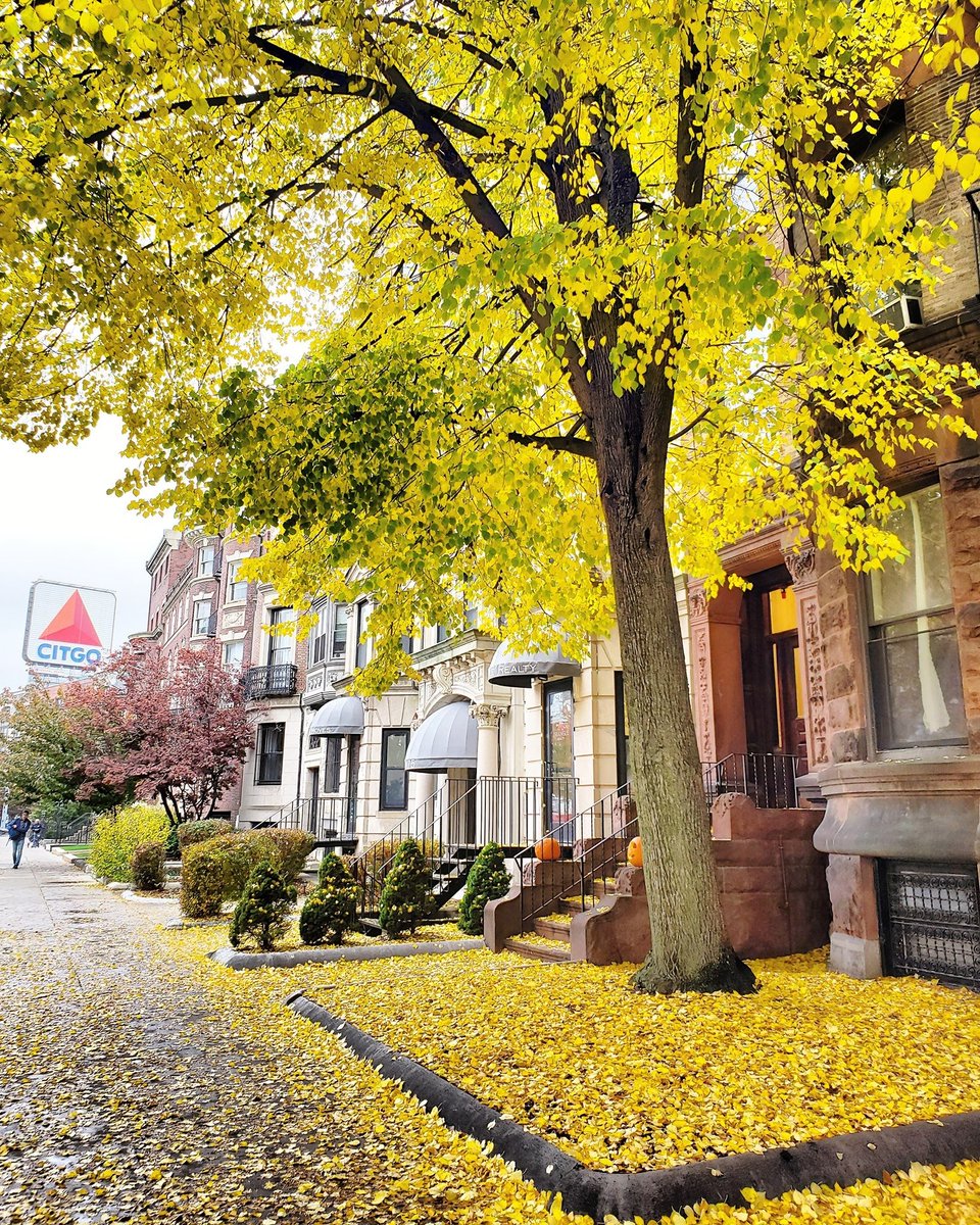 OnlyInBOS's tweet photo. It's one month until fall.

❤ https://t.co/dv7qCPOFk6
