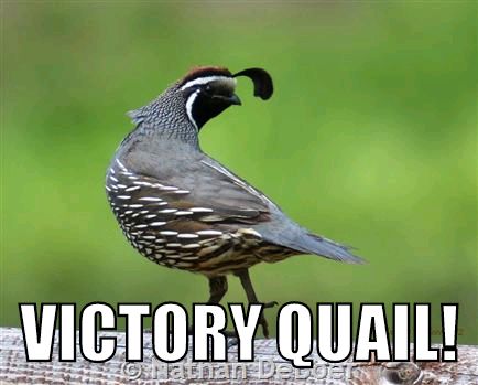 VictoryQuail's tweet photo. #VictoryQuail flies true for the #RepublicFC in #SACvCOS! #USLChampionship https://t.co/JGBTejRbMy