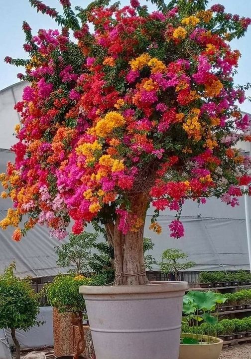 BloomableShop's tweet image. WOW!