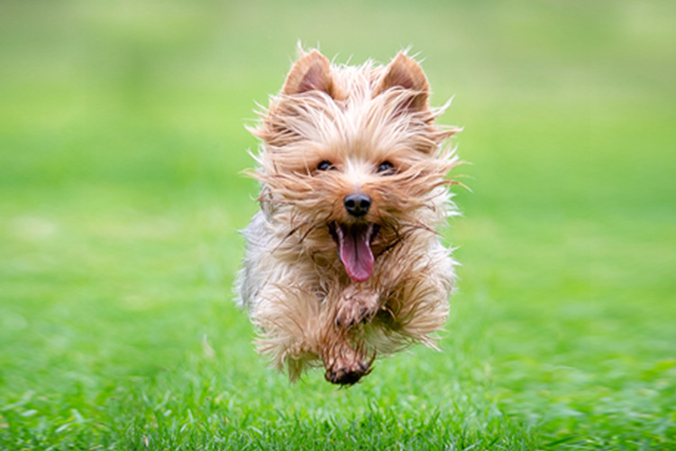 CVE_Sydney's tweet photo. Leaping ahead: advances in dog and cat lameness management virtual conference will be held on November 15-17, 2022.
View the conference program and take advantage of our Earlybird rates at https://t.co/vLOWpfvO0H
#leapingahead https://t.co/4XV00VF5c8