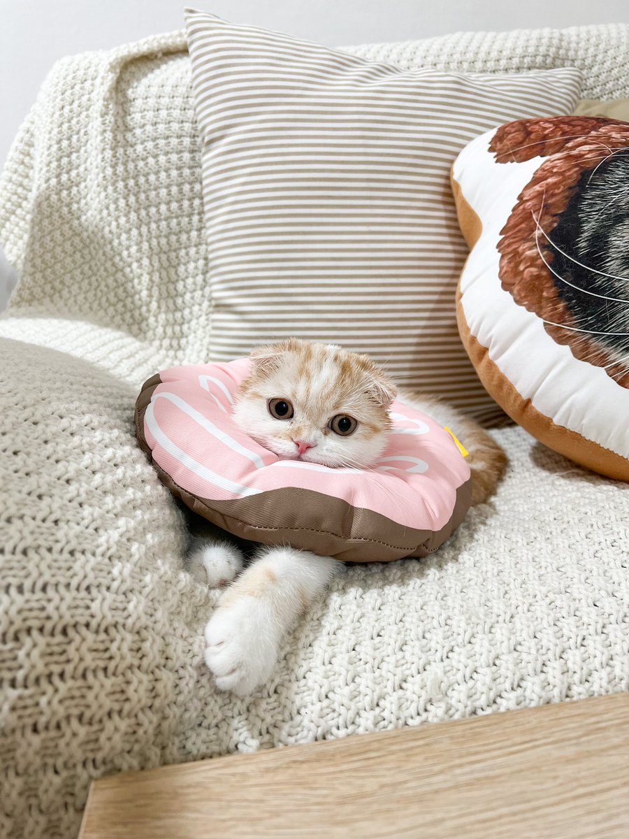 _DNVP2_'s tweet photo. คอลล่าร์อันใหม่มาแล้วว น่ารักมากก แง้ 🍩 https://t.co/xgiYY7skPN
