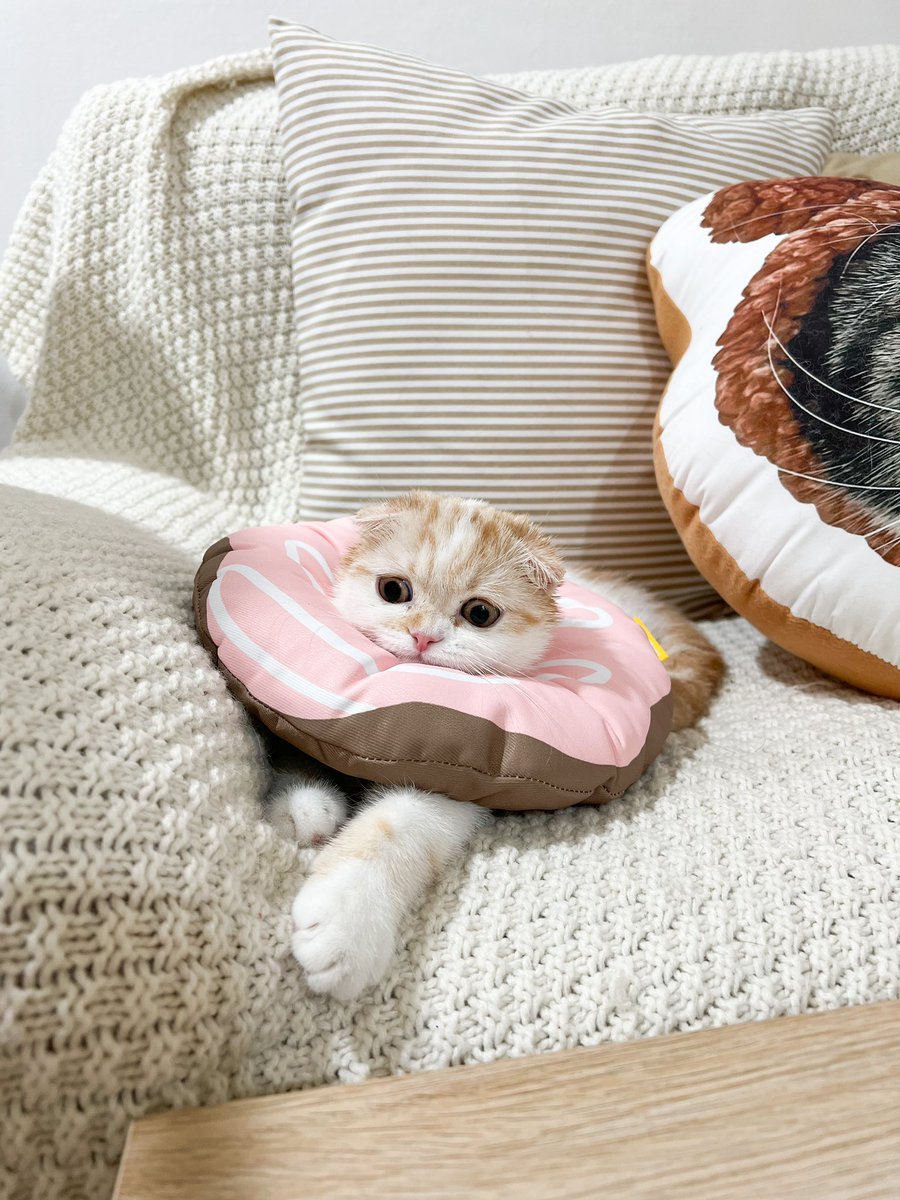 _DNVP2_'s tweet photo. คอลล่าร์อันใหม่มาแล้วว น่ารักมากก แง้ 🍩 https://t.co/xgiYY7skPN
