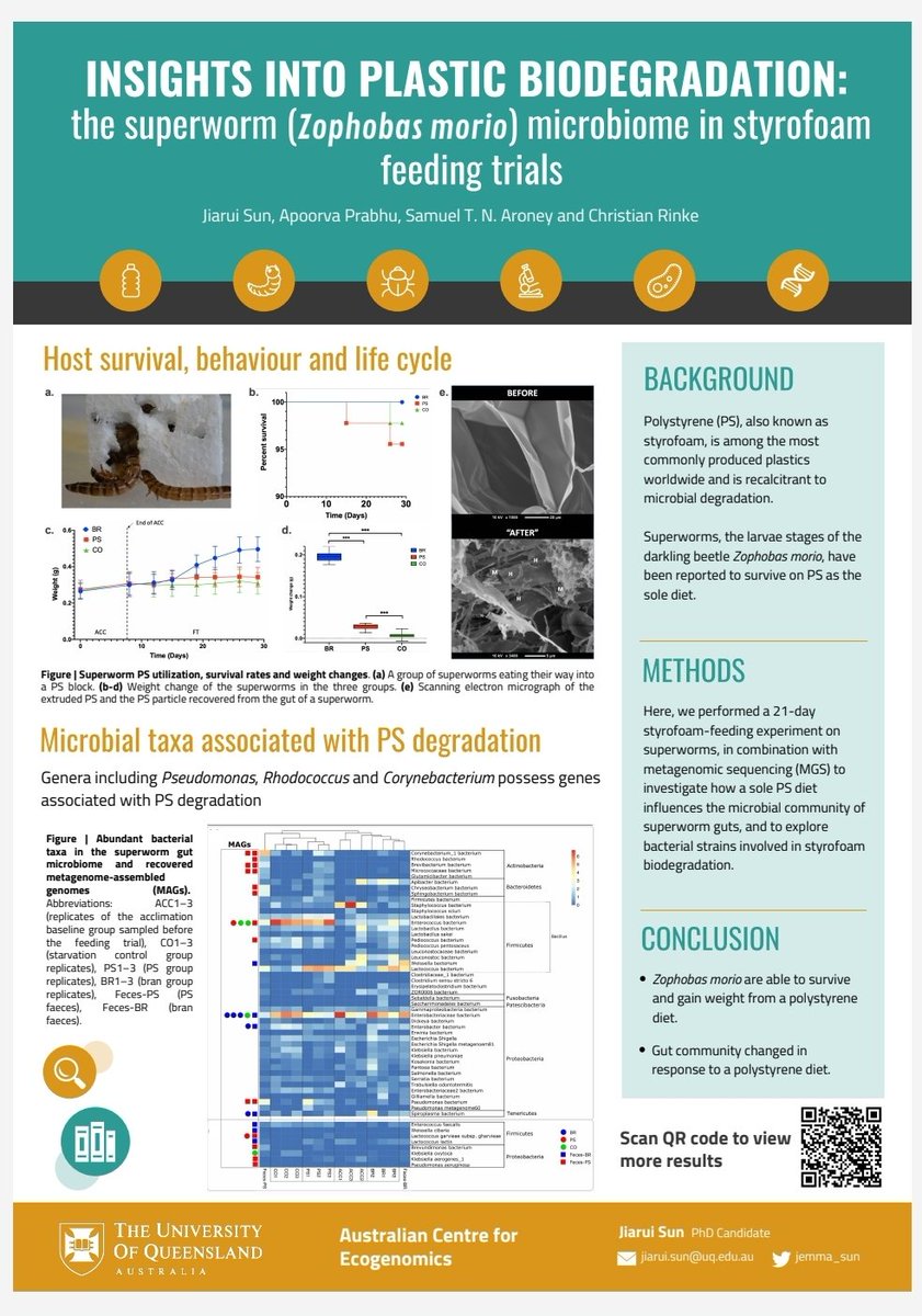 The plastic munching #superworms are coming to #ISME18 
Check out Jiarui's poster today #602 
"Insights into Plastic Biodegradation - the superworm microbiome in styrofoam feeding trials" 🐛🦠♻️