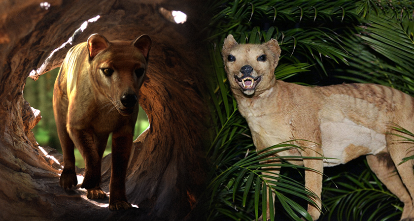 Dsiliconreview's tweet photo. Scientists hope to revive the extinct Tasmanian Tiger
https://t.co/Ljjr009d5i
#TasmanianTiger #tigerback #extincttasmaniantiger https://t.co/7KrT4OcLM8