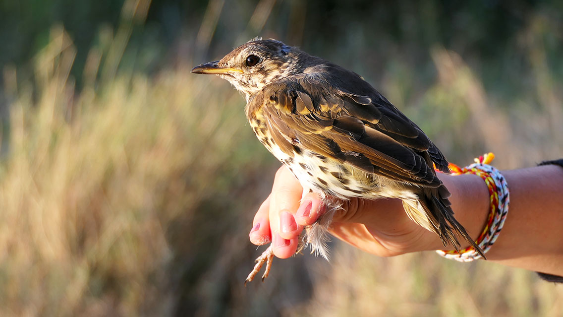 kupac1's tweet photo. A very dishevelled Song Thrush (Turdus philomelos). That's what waiting inside the bag to be ringed will do to your hairdo. 😄 #birdinghungary #birdsseenin2022 #thrushthursday #thrushoftheday #thrush #songbirds https://t.co/rDs5XhFf0Q