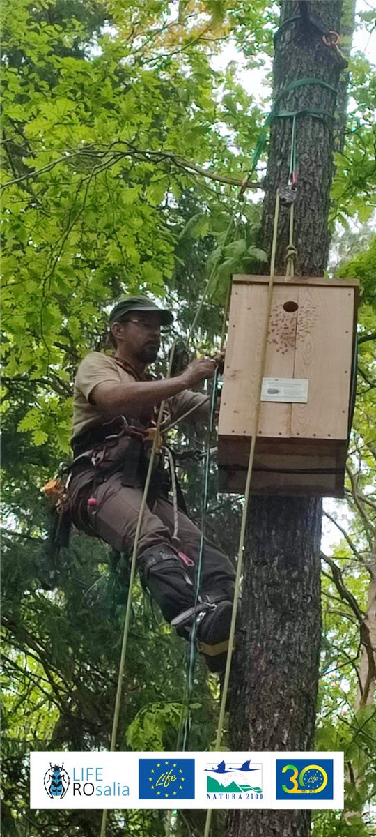 Teamwork for mounting 200 wooden boxes filled with vegetable material for the reproduction of #SaproxylicInsects in the #PutnaVranceaNaturalPark. 
@LIFEprogramme #LIFENature #LifeROsalia #biodiversity #conservation #NatureConservationExperience 
#APMVrancea #ACDB