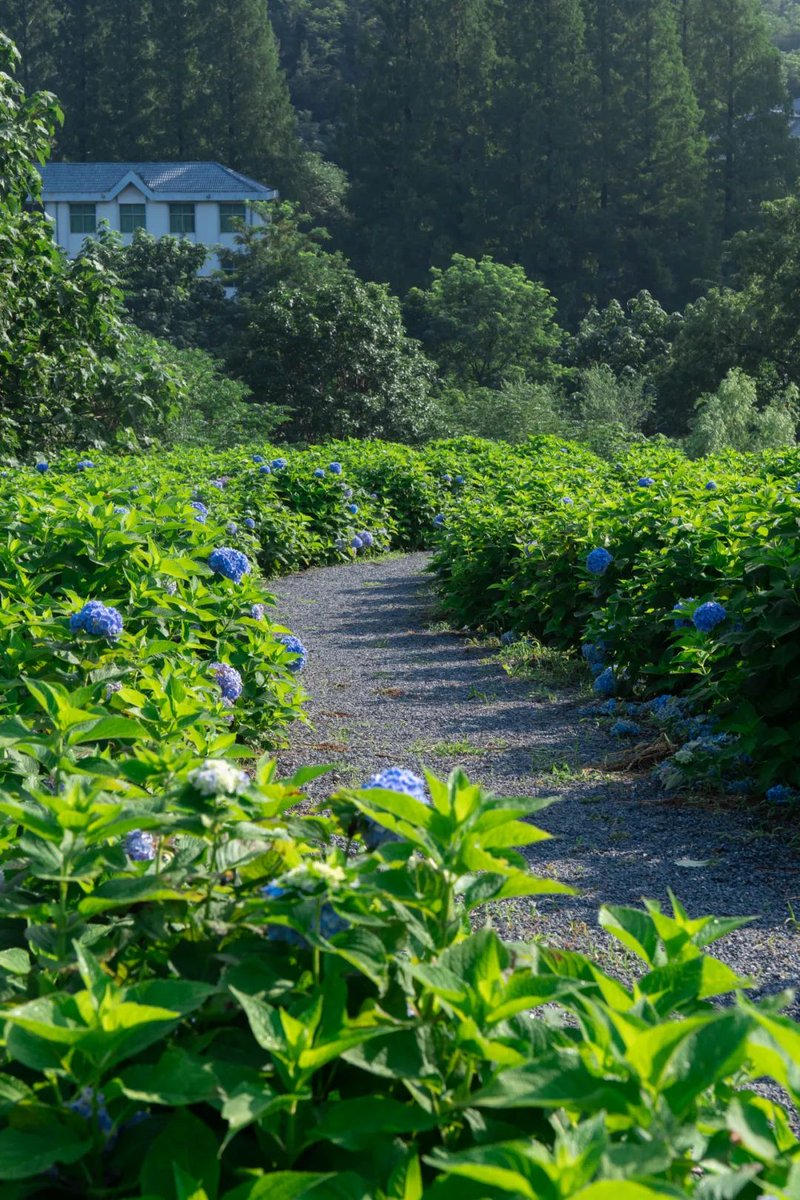 iShandong's tweet photo. Are you a nature lover? If so, Kunyu Mountain in #Yantai is the perfect place to spend the weekend. Lush forests, cool waterfalls, stunning hydrangeas and spectacular sunrises give you every opportunity to get close to nature and treat your eyes! #BeautifulShandong #SummerinSD https://t.co/dHiORnorBH
