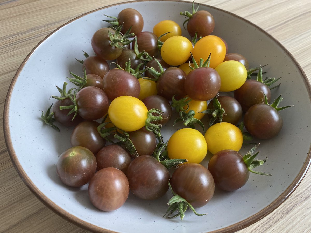 Today’s pickings. Black cherry tomatoes have been tastiest so far #tomatoes #growyourown #mygarden