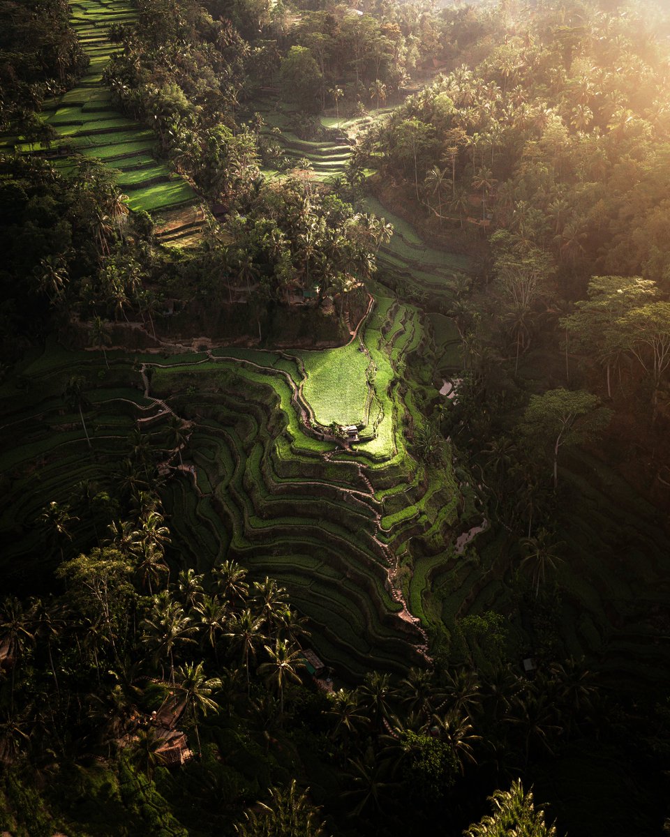 Gm from the tropical rice terraces of Indonesia 🍃