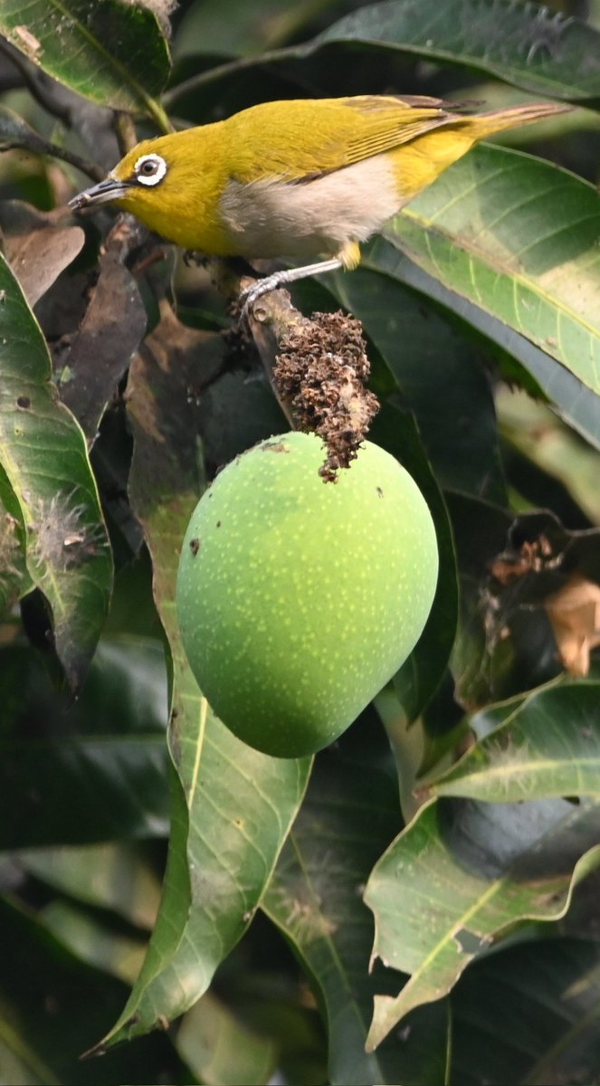 Dil mange Mango!!!!

Indian white eye
Kolkata 
India
16.4.2022
#natgeoyourshot #natgeomagarab #naturephotography #natgeoindia #natgeowild  #nationalgeographic #natgeomagazine #natgeoyourlens  #sonybbcearth  #bbcearth #bbcindia #bbcwildlifemagazine #whiteeye #IndiAves @IndiAves