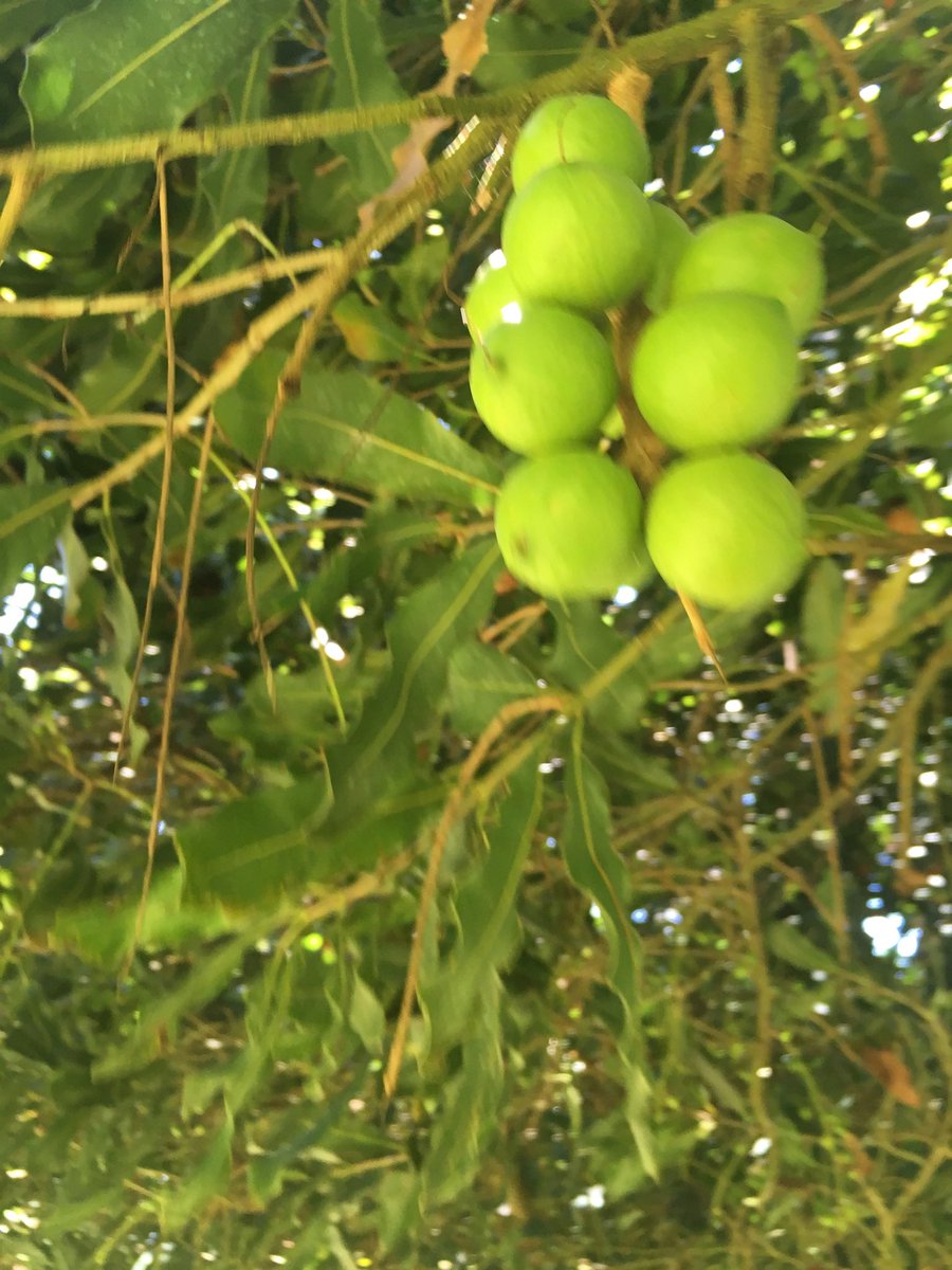 A new position available -  Postdoctoral Research Fellow (Plant Disease Epidemiology &amp; Management) in Macadamias. 
 #research #macadamia 

uq.wd3.myworkdayjobs.com/uqcareers/job/…