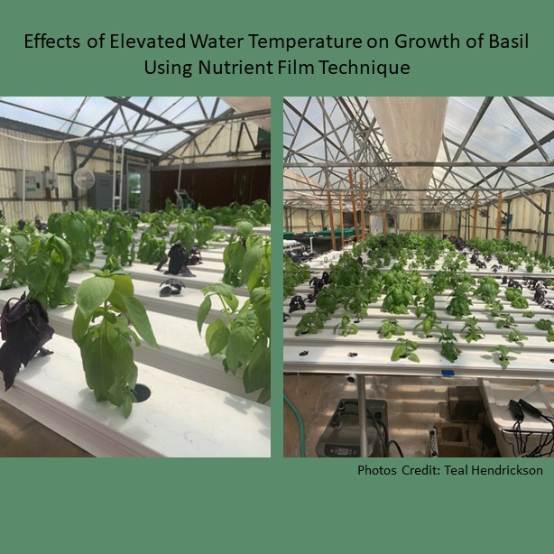 A study of optimal root zone temperatures in Nutrient Film Technique (NFT) hydroponic systems found that heating nutrient solutions to 27.5 °C will promote basil growth and quality in most types of basil.

in HortScience doi.org/10.21273/HORTS…
<a href="/OKstateHORTLA/">Department of HORTLA</a>  #hydroponic #basil
