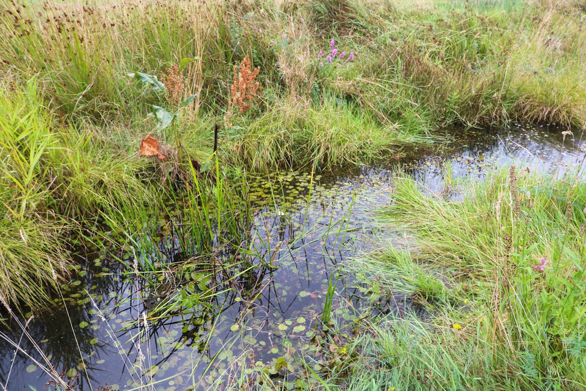 WDODelta's tweet photo. Ondanks de regen, blijft het droog. Ecoloog Gerrit Jan zet daarom alles op alles voor de waterkwaliteit. “We houden de vispassages op dit moment goed in de gaten. Daar waar het water zakt en de vissen het moeilijk krijgen, verplaatsen we.” 🐠 Meer info: https://t.co/suMRtSHfoM https://t.co/DQXafafstF