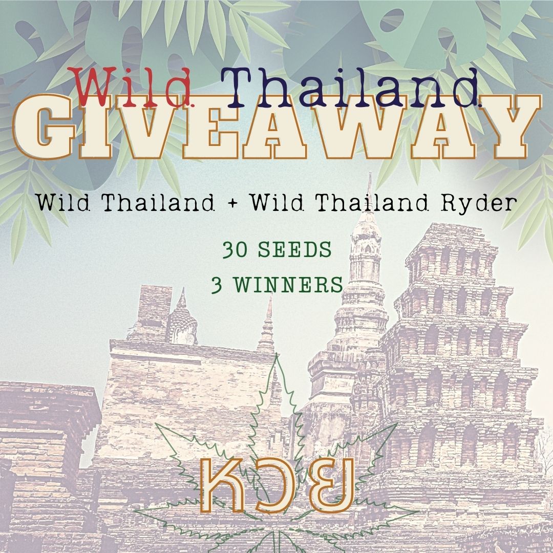 We have a super giveaway on Instagram....

Go by @WorldOfSeeds_Official

#WildThailand #Giveaway #WorldOfSeeds