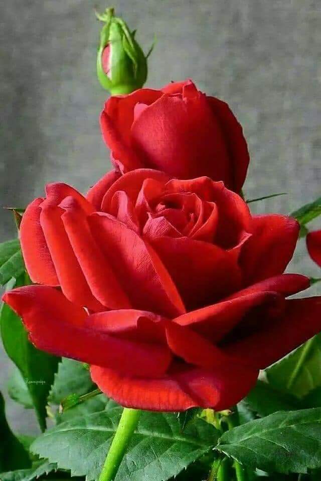 Alaayous3's tweet photo. #loyal #AMY🅰️
@Alaayous3
@MarthaCandia21
@BelleMiddleton3
@Esf__1
@Sahara_ii
@ShesheJasmine
@AmorSublime3
@Cecilia19721247
@Mitali13052003
@Leah2477
@miarianmoreno
@Laas1199
@sbah76707632
@AGMRedMylene
@TaposKumarBasu
@22R26CN1f5vK9V7
@JATTSOPRANO316
@MERRY_ZAE
@OlgaPart1 https://t.co/j9a4dxvCf0