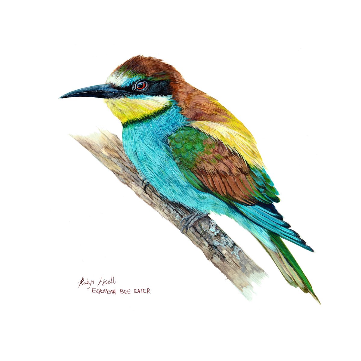 New painting! 🎨 
European Bee-Eater 
A4 (Acrylic on paper)
#artist #myart #birdart #beeeater #ArtOfTheDay #art #artwork #birds #europeanbeeeater #BirdTwitter #TwitterNatureCommunity #birding #southafricanartist #ArtistOnTwitter #natureart #robynansellart #newpainting