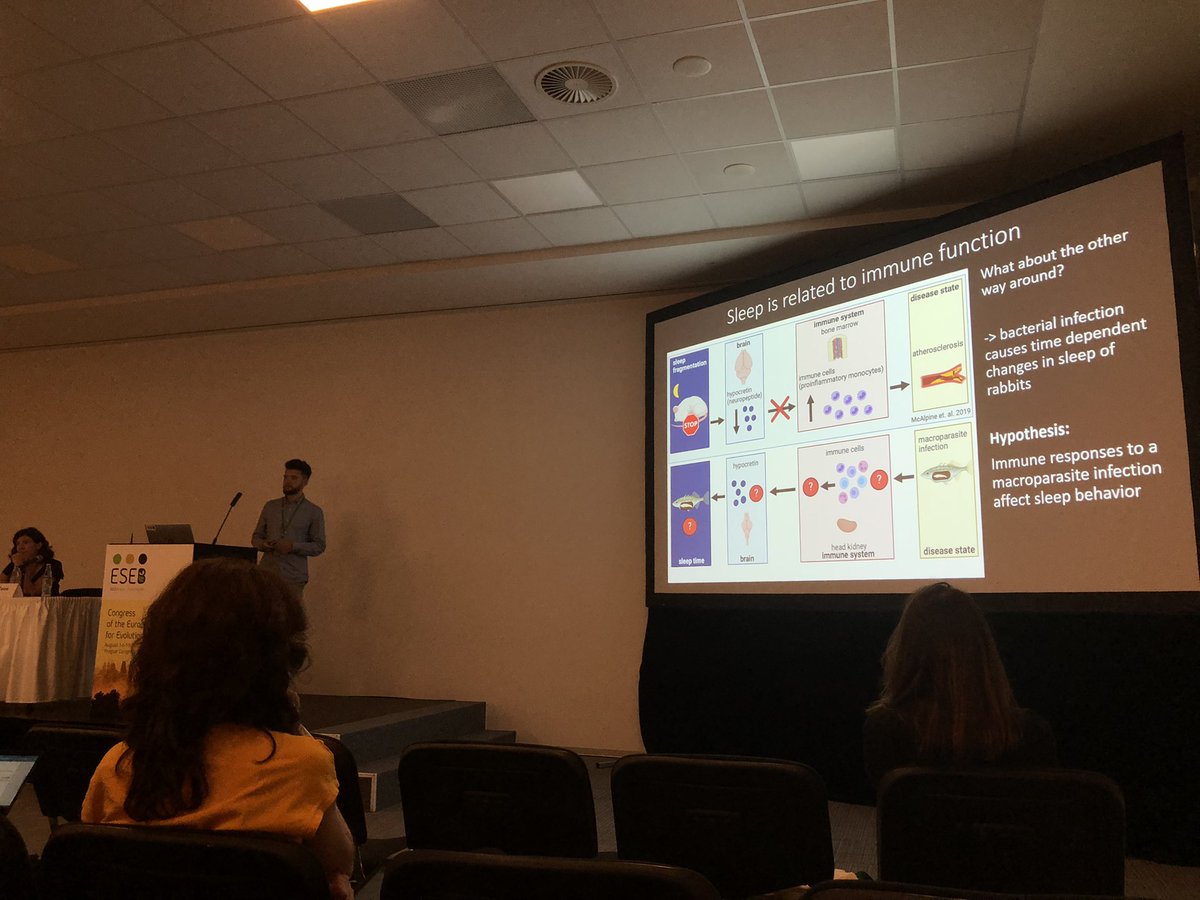 Jaime (@k8jaime) on Twitter photo Excellent talk by <a href="/BauhusMarc/">Marc Bauhus</a> from the <a href="/LabKurtz/">Animal Evolutionary Ecology Group</a> at #ESEB2022 showing us how macro parasite infections alter the sleeping behavior of #sticklebacks #Prague Excellent talk by <a href="/BauhusMarc/">Marc Bauhus</a> from the <a href="/LabKurtz/">Animal Evolutionary Ecology Group</a> at #ESEB2022 showing us how macro parasite infections alter the sleeping behavior of #sticklebacks #Prague
