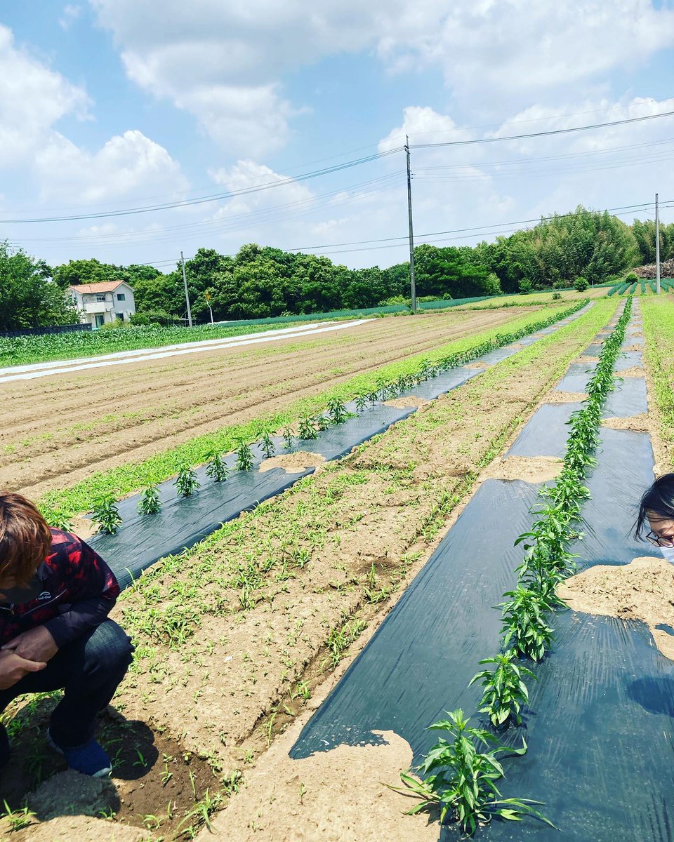 ishinihanasaku's tweet photo. パクチー、タイハーブは千葉県野田市にあるzuciさんに作って頂いてます🇹🇭

今回の夏メニューの中では、ソムタムに入れているロイシーコーン(生で食べられる白いコーン)も納品して頂いてます！

スタッフみんなで時々畑に見学に行き、意見交換させて頂いています！😀

#zuc... https://t.co/DJWitu3XMi