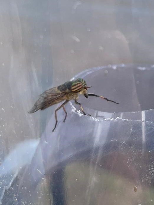 HorseflyHunters's tweet photo. We've been very quiet this year because we are working on something VERY exciting 🎉

BUT we have still been in the field trapping - look at those eyes 😍
We caught this beautiful Tabanus glaucopis 2 weeks ago - anyone seen any horseflies this week? https://t.co/nEUJzXFIGO