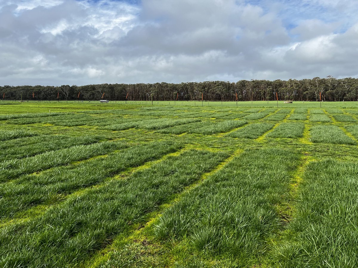 EmGoodall86's tweet image. Even blind trials are interesting! Lots of variation seen in cultivars - can tell you which plot I’d like a paddock of even if I can’t tell you what that plot is yet! 
#independentdata #notmarketingspin #bigdifferences #southwestvic #agrolife #pastureagronomy