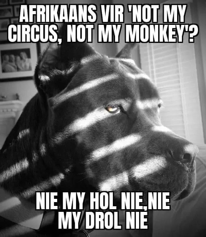 vloekcoza's tweet photo. Op https://t.co/3FlXY617H2: Nie my perd nie, nie my resies nie … 
 
Sien: https://t.co/39wWPK4HHE 

#drol #swearing #vloek https://t.co/zhBnqWtgGu