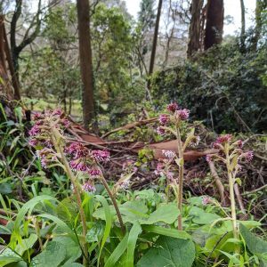 plantedhistory's tweet photo. Weeds of Melbourne: Winter Heliotrope (Petasites pyrenaicus) https://t.co/z0LY5axfSo https://t.co/YE3Pc1AqDo