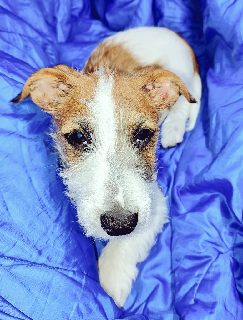 Firesnapper999's tweet photo. #EddiePupdate 2wks since little Eddie adopted us, becoming #4PawDrive member of team FS. Amazed how he's adapted & grown in confidence. Another 9hr 💤, asked to go out 0600.👍🐾🐾 Eddie passed the important food dish test. Shows absolutely no aggression / possessive behaviour 👍 https://t.co/gpttw45Pj5