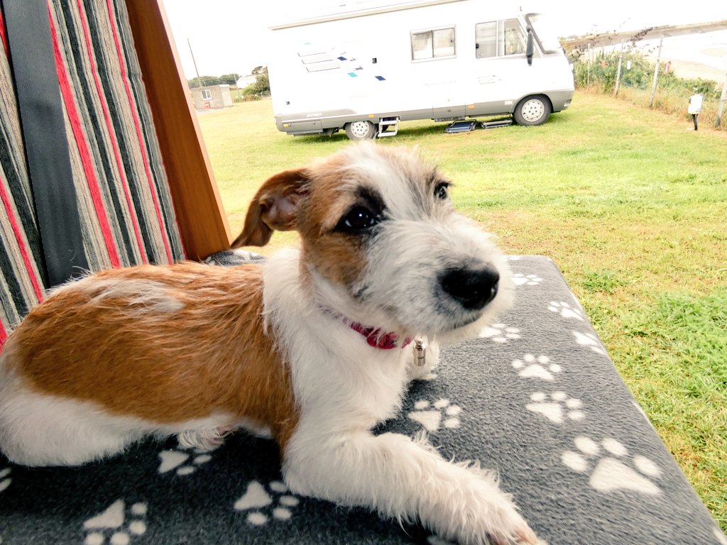 Firesnapper999's tweet photo. #EddiePupdate 2wks since little Eddie adopted us, becoming #4PawDrive member of team FS. Amazed how he's adapted & grown in confidence. Another 9hr 💤, asked to go out 0600.👍🐾🐾 Eddie passed the important food dish test. Shows absolutely no aggression / possessive behaviour 👍 https://t.co/gpttw45Pj5