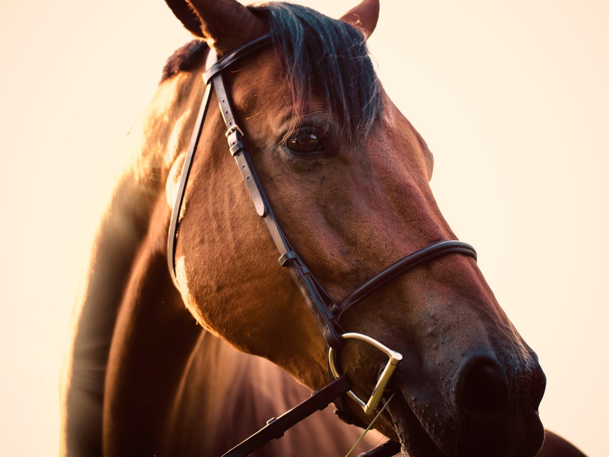 TheMistressFive's tweet photo. これって本当？マジ…？ みんなはどう思う？

競馬

Seriously, what’s going on? What do you think?

Horse racing

READ MORE
https://t.co/XzCtscXavJ

#Sustainable #Sustainability #ClimateCrisis  #ClimateChange #NoMorePlastic #SaveTheEarth #ECO https://t.co/U1dRWCkEdS