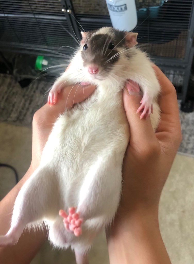 LegalizeRats's tweet photo. smol to large https://t.co/K40glBv8sA