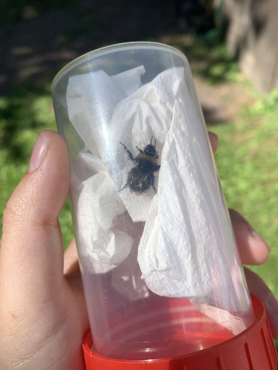 Another great day at the <a href="/FieldStudiesC/">Field Studies Council</a> Young Darwin Scholarship camp! We learnt all about surveying and the importance of surveying then did a massive BioBlitz across the whole site!
